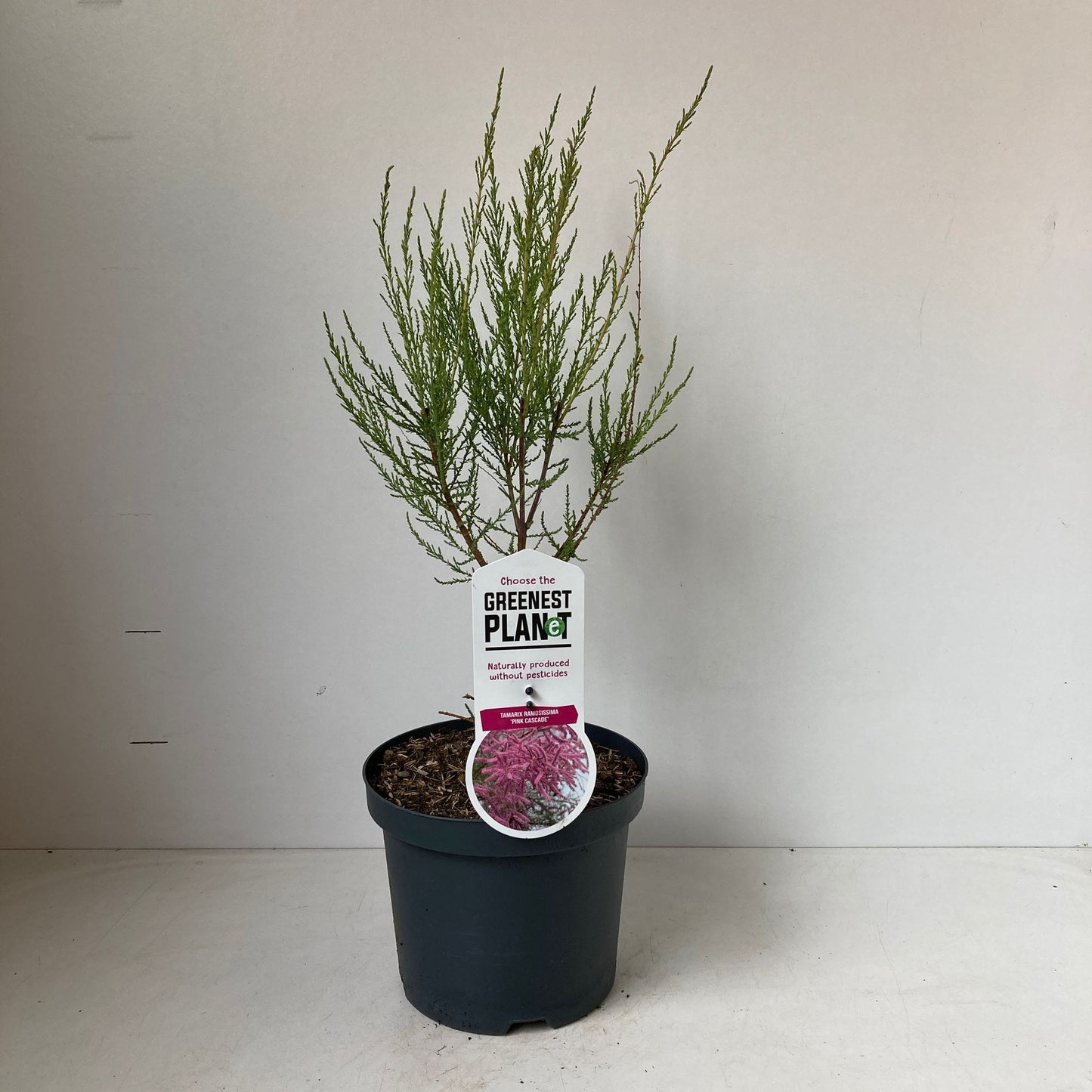 Tamarix ram. Pink Cascade 35cm 19cm Pot