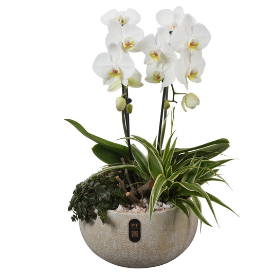 Indoor arrangement 55cm 26cm Pot