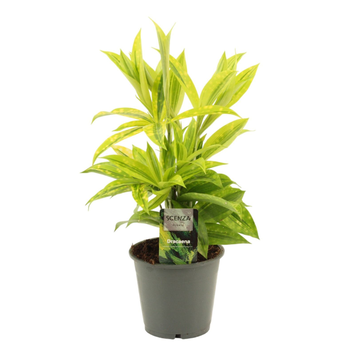Dracaena surc. Mike 40cm 12cm Pot