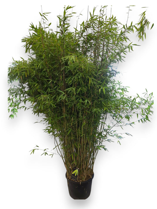 Fargesia Winter Joy 180cm 40cm Pot