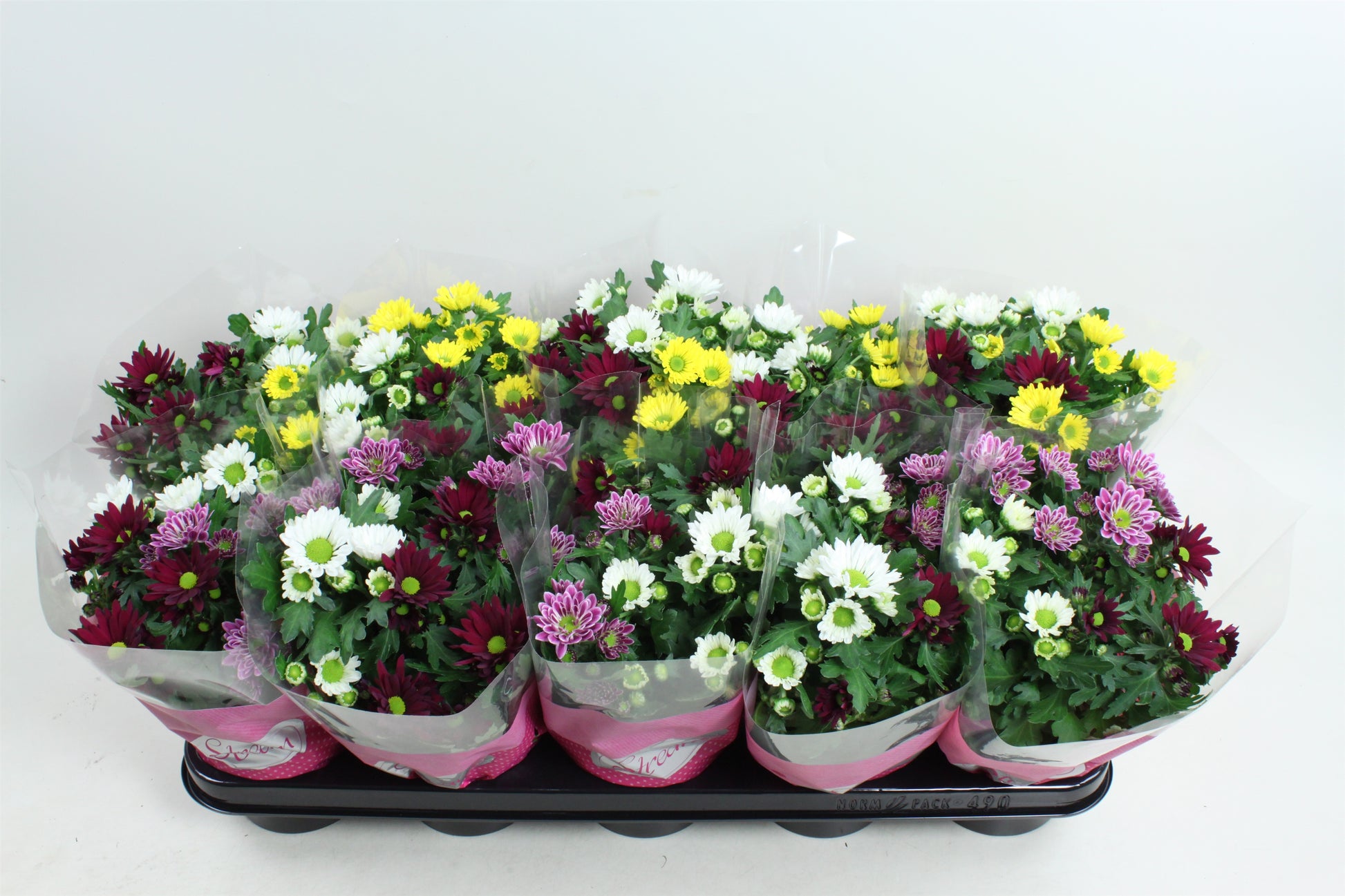 Chrysanthemum Stream carnaval 20cm 12cm Pot