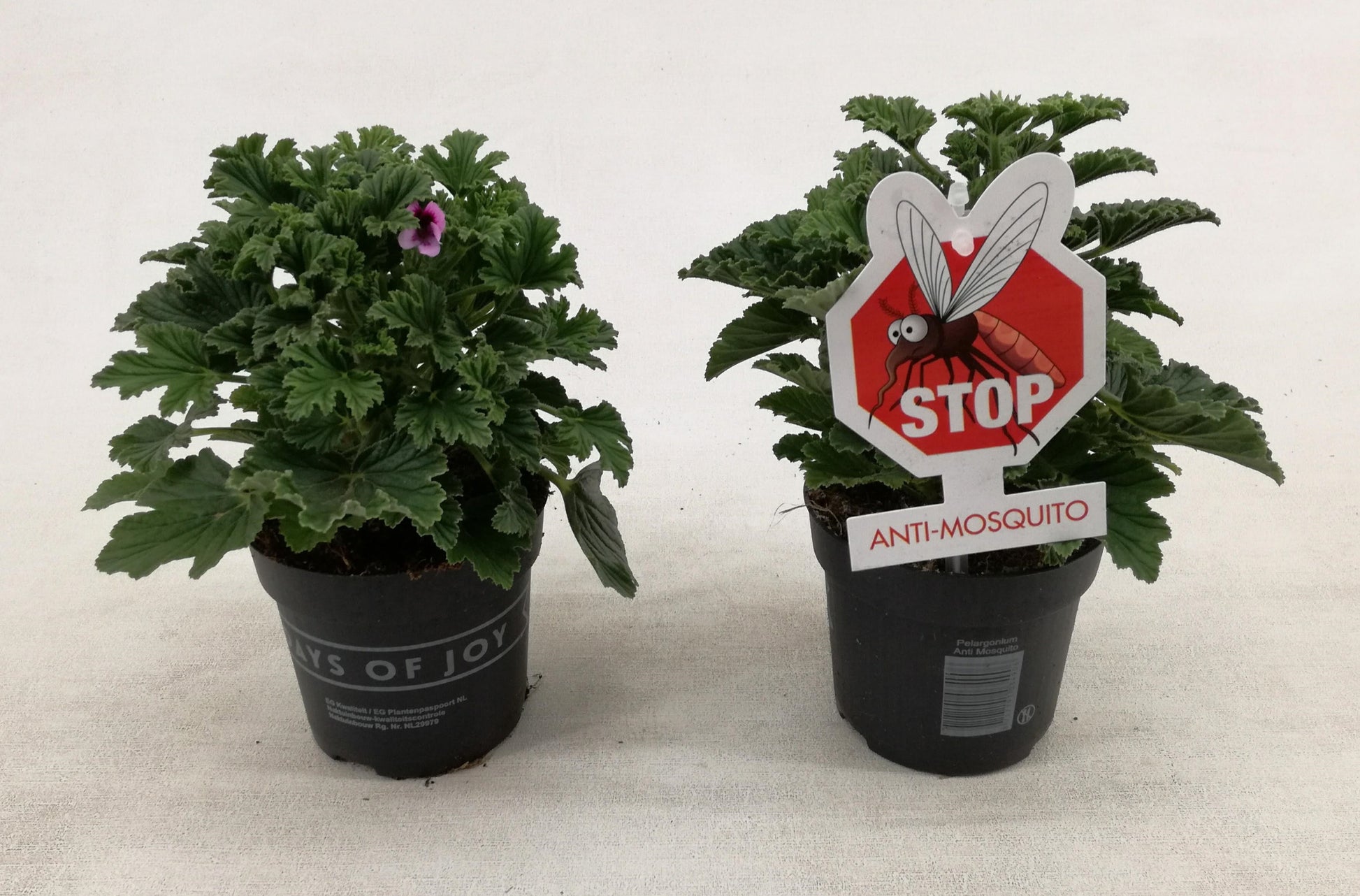 Pelargonium graveolens 23cm 510cm Pot