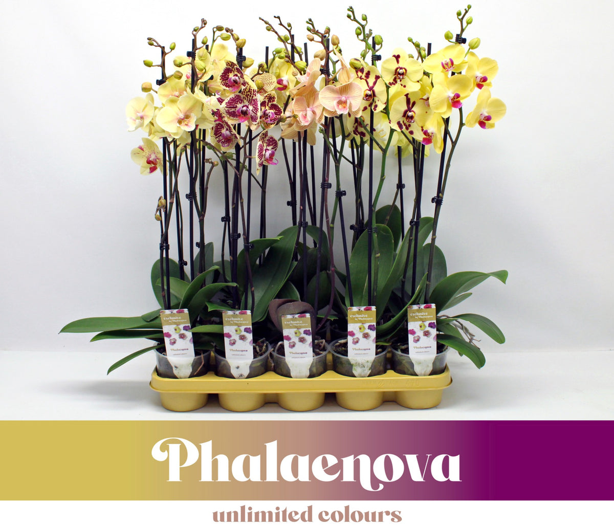 Phalaenopsis yellow 60cm 12cm Pot