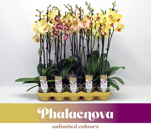 Phalaenopsis yellow 60cm 12cm Pot