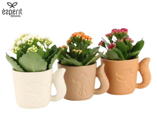 Kalanchoe Rosalina mix 15cm 6cm Pot
