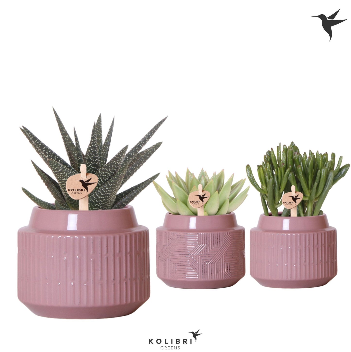 Succulent mix 20cm 9cm Pot