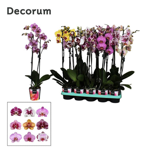 Phalaenopsis Taiwan mix 65cm 12cm Pot