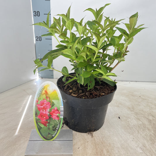 Weigela flor. Bristol Ruby 50cm 17cm Pot