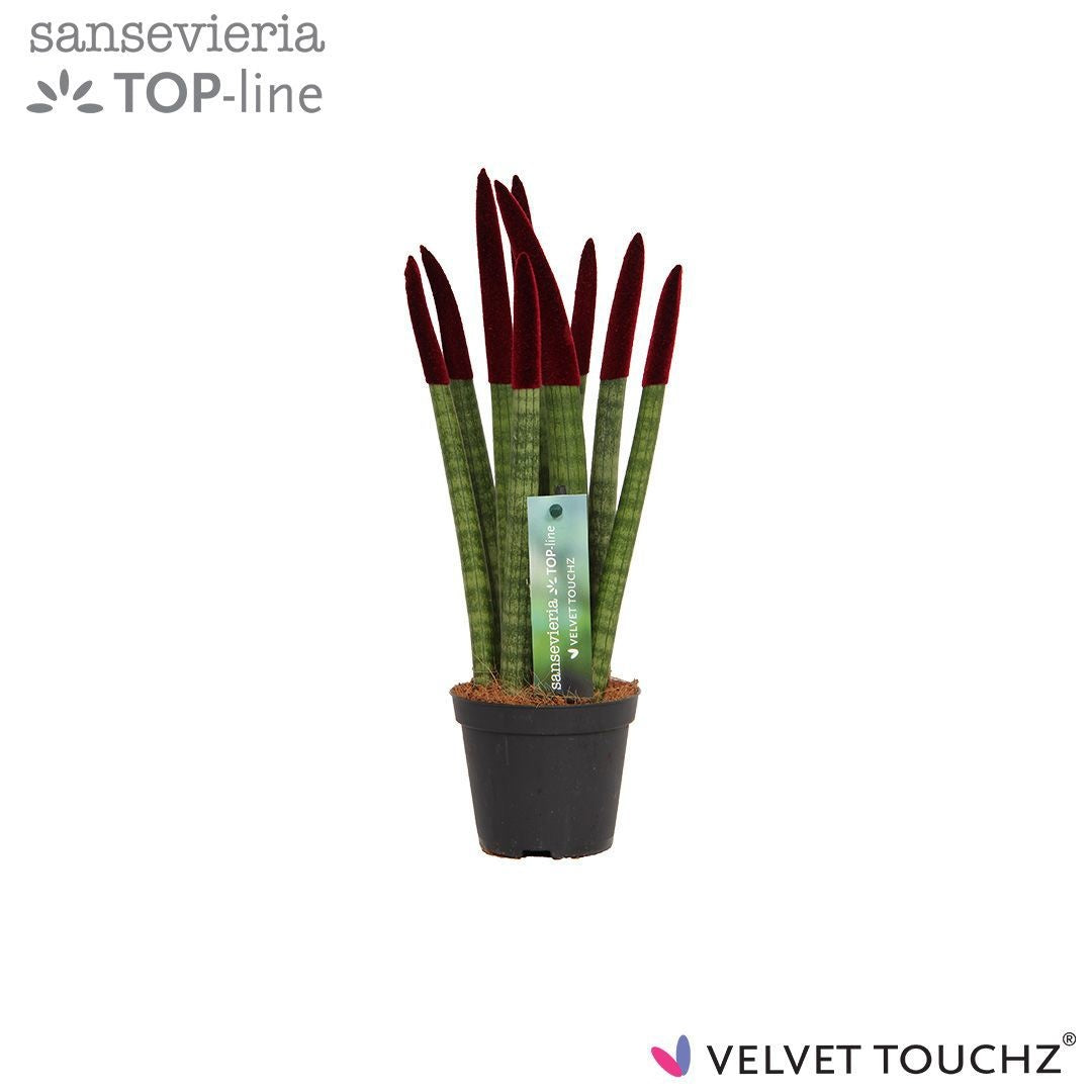 Sansevieria cylindrica 30cm 8.5cm Pot