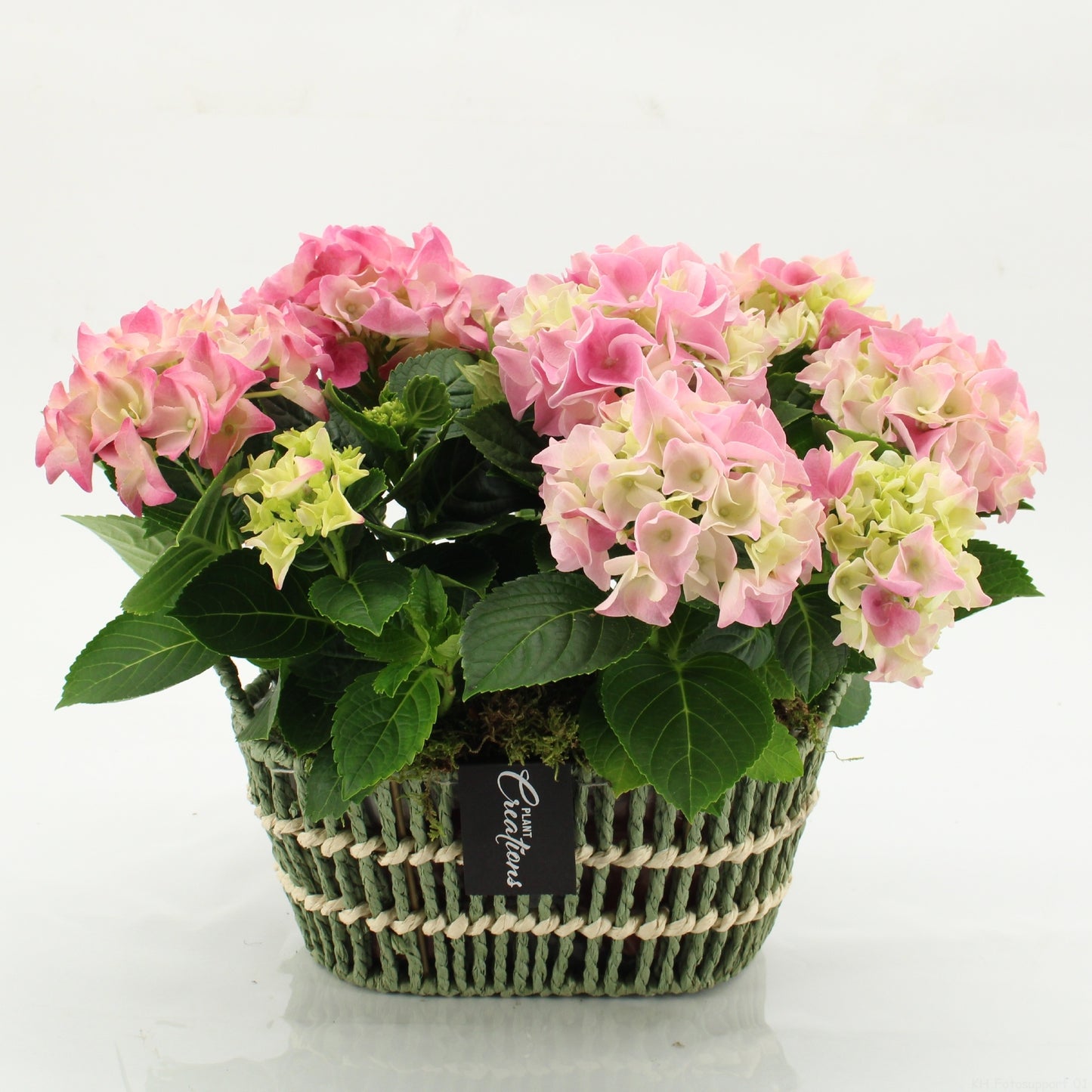 KHCR-2602RZ Hydrangea creations 30cm 23cm Pot