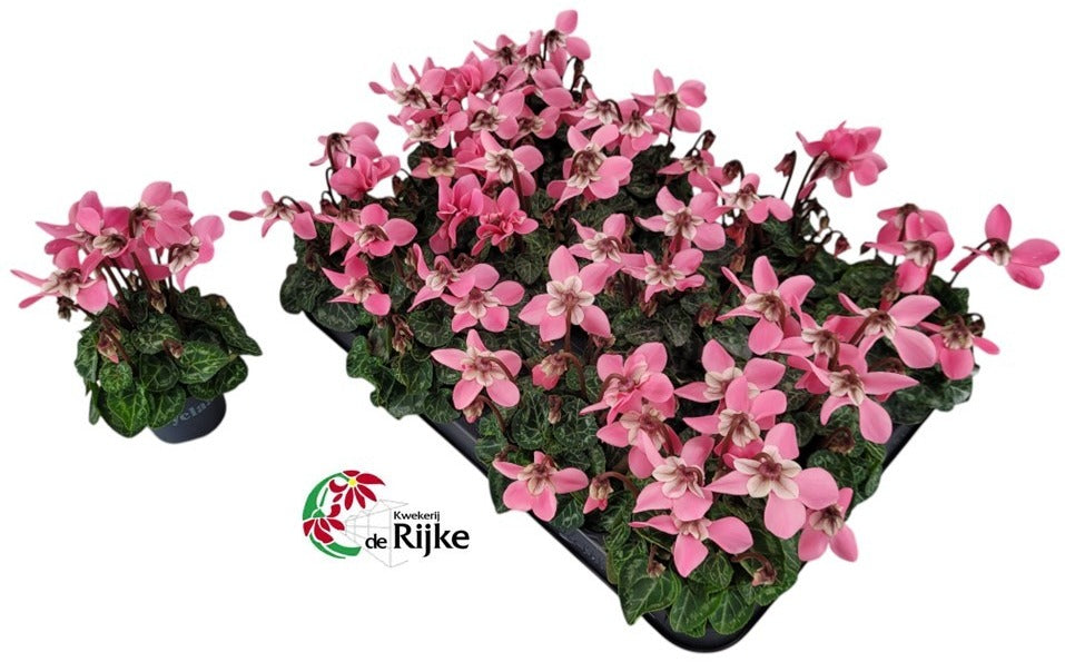 Cyclamen Djix 15cm 7cm Pot