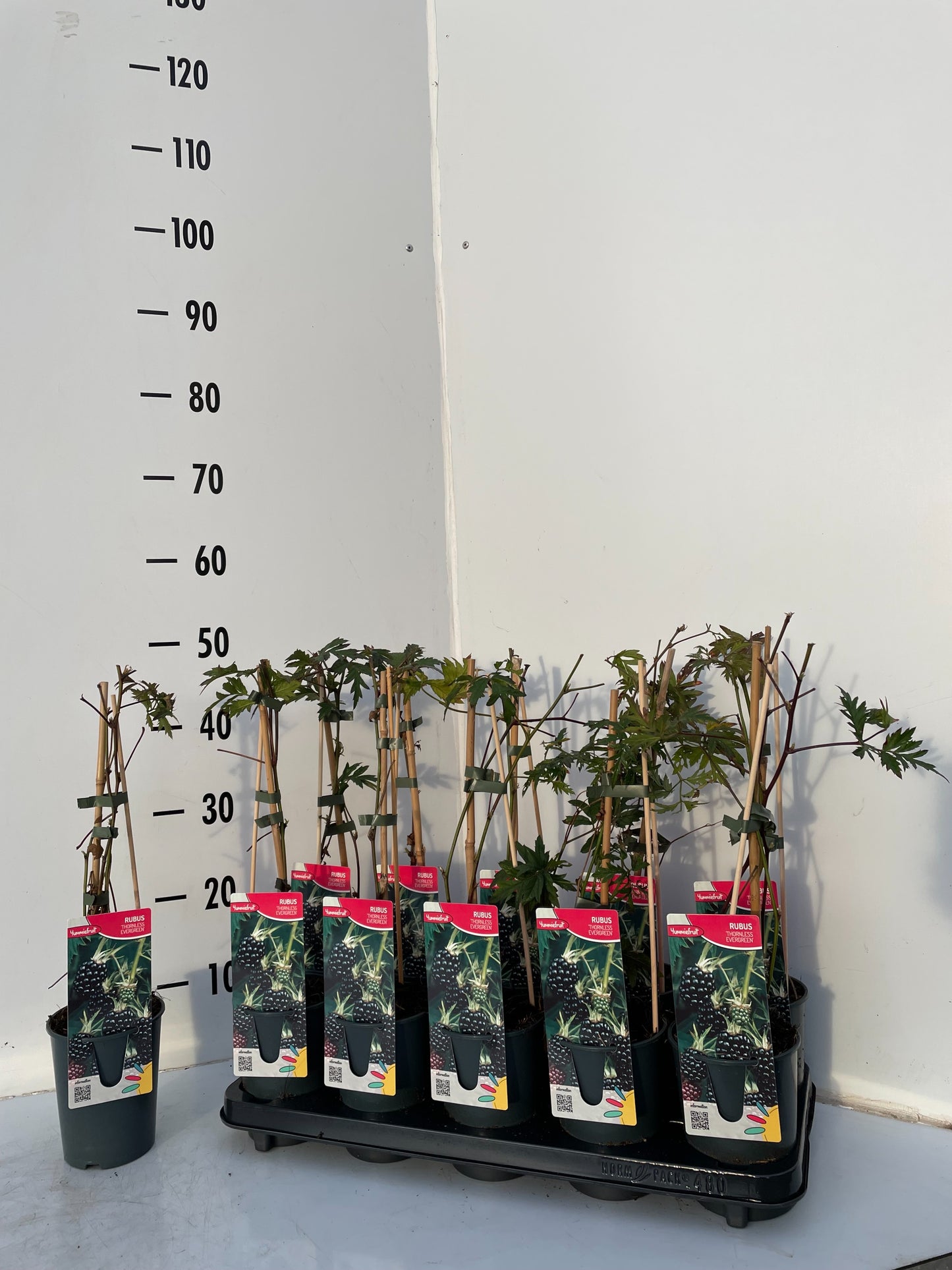 Rubus ("Blackberry") Thornless Evergreen 50cm 12cm Pot