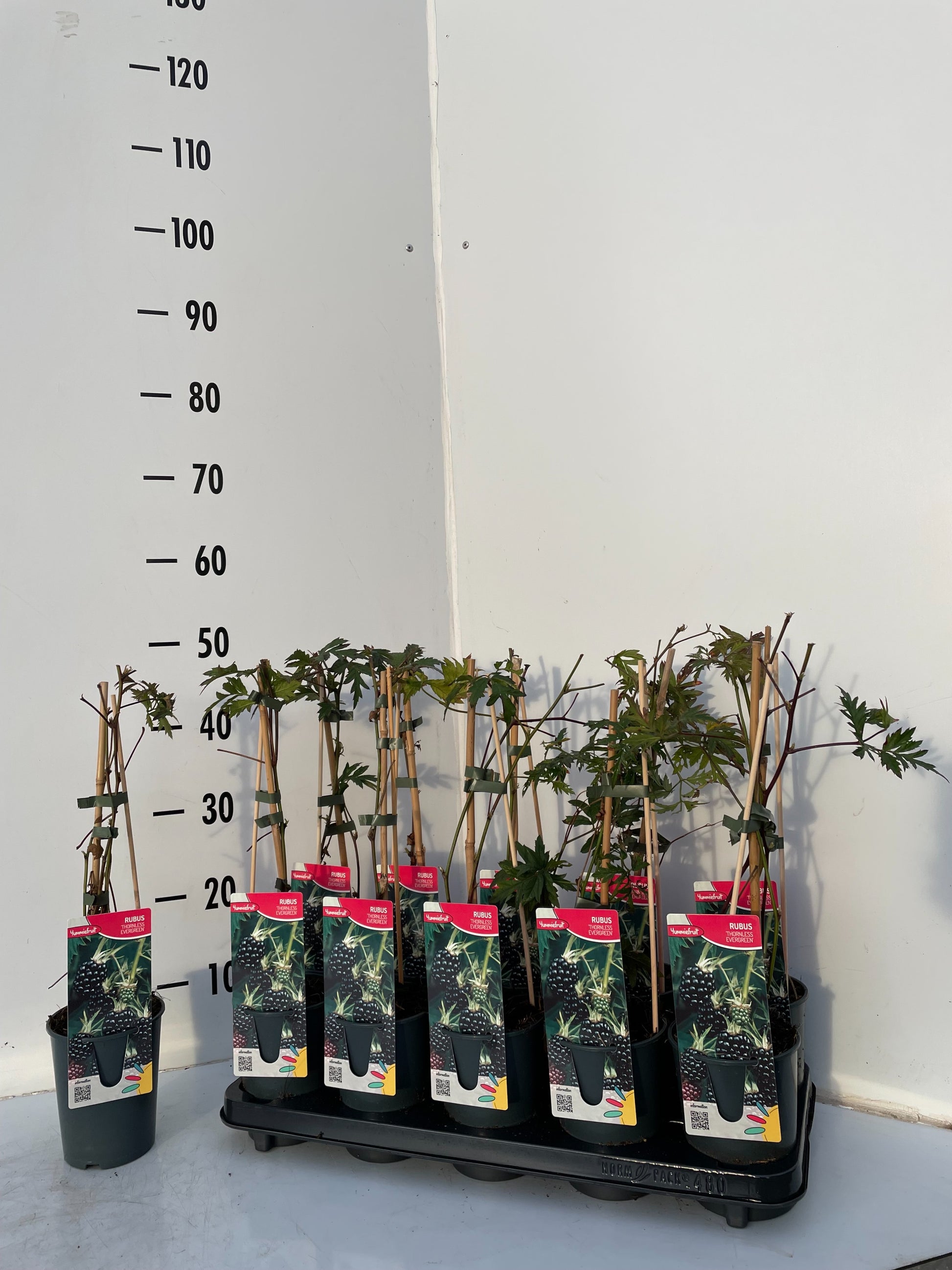 Rubus ("Blackberry") Thornless Evergreen 50cm 12cm Pot