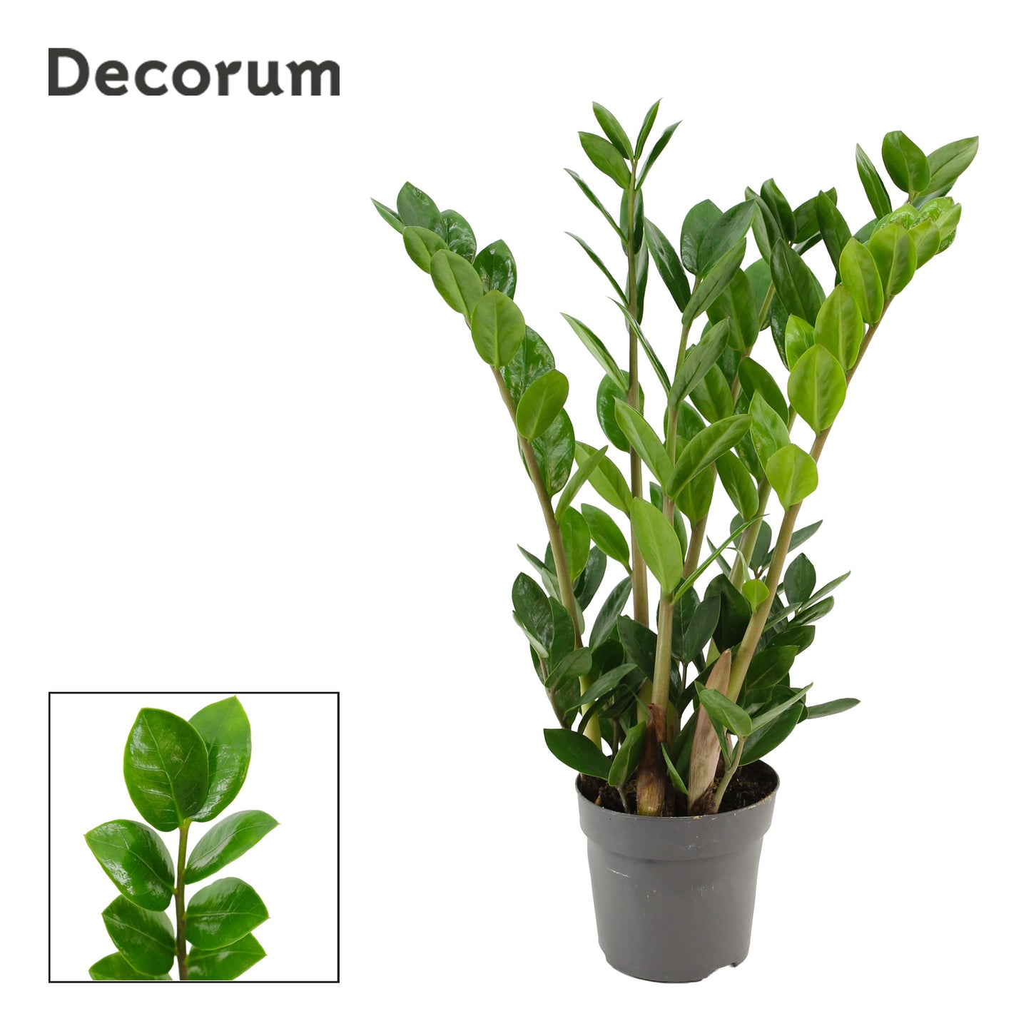 Zamioculcas Lima 40cm 10.5cm Pot