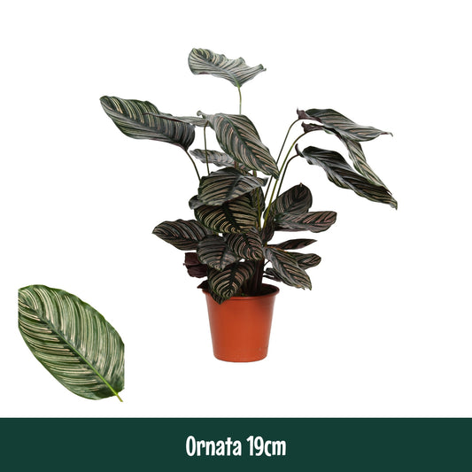 Calathea sanderiana 80cm 19cm Pot