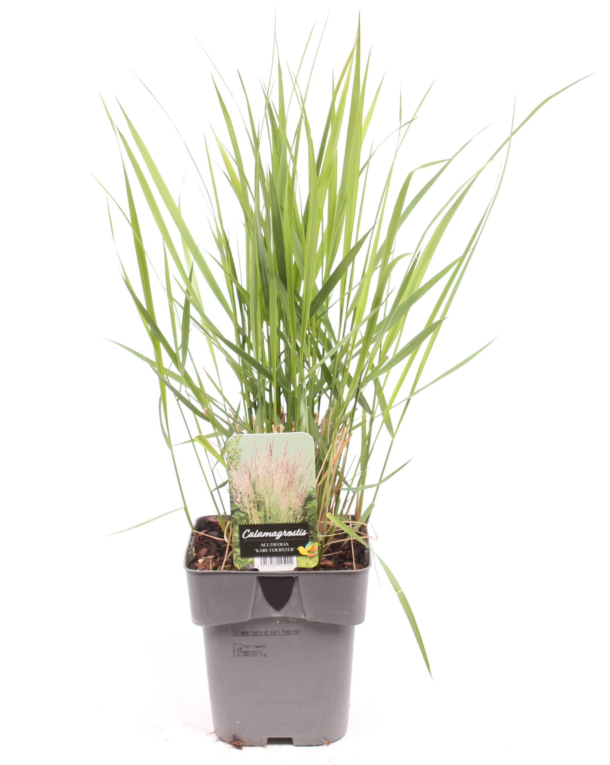 Vredebest, Kwekerij Calamagrostis Karl Foerster Pack of 1