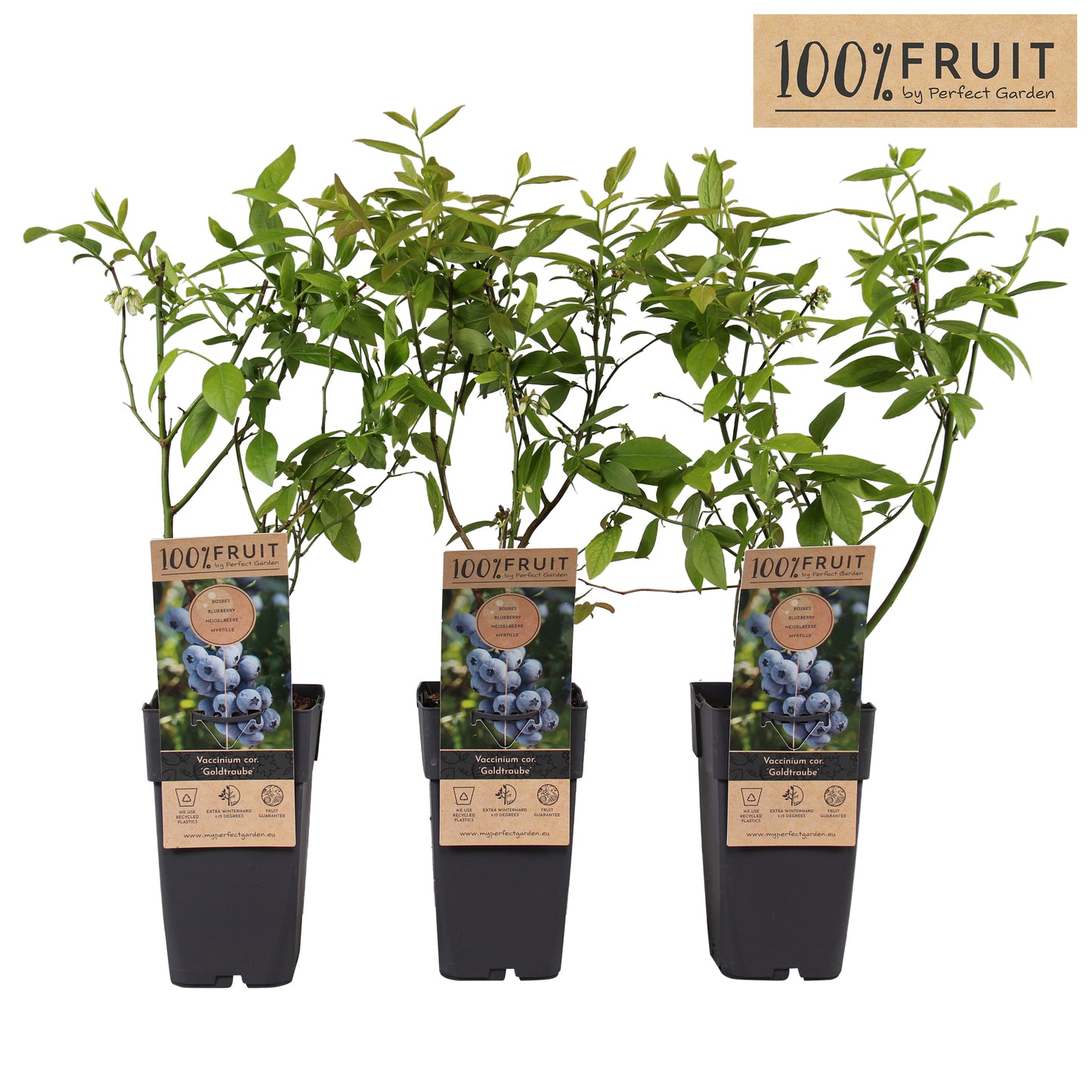 Vaccinium Goldtraube (Blueberry) 50cm 15cm Pot
