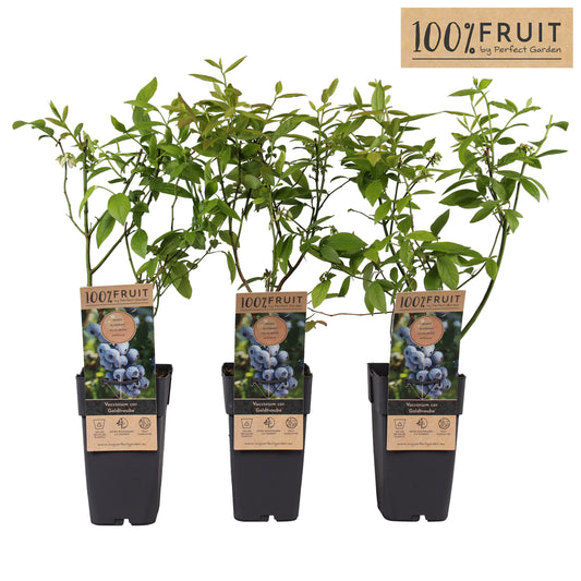 Vaccinium Goldtraube (Blueberry) 50cm 15cm Pot