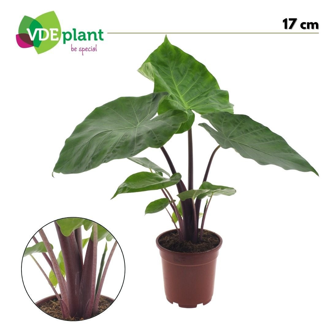 VDE plant BV Alocasia amazonica Pack of 6