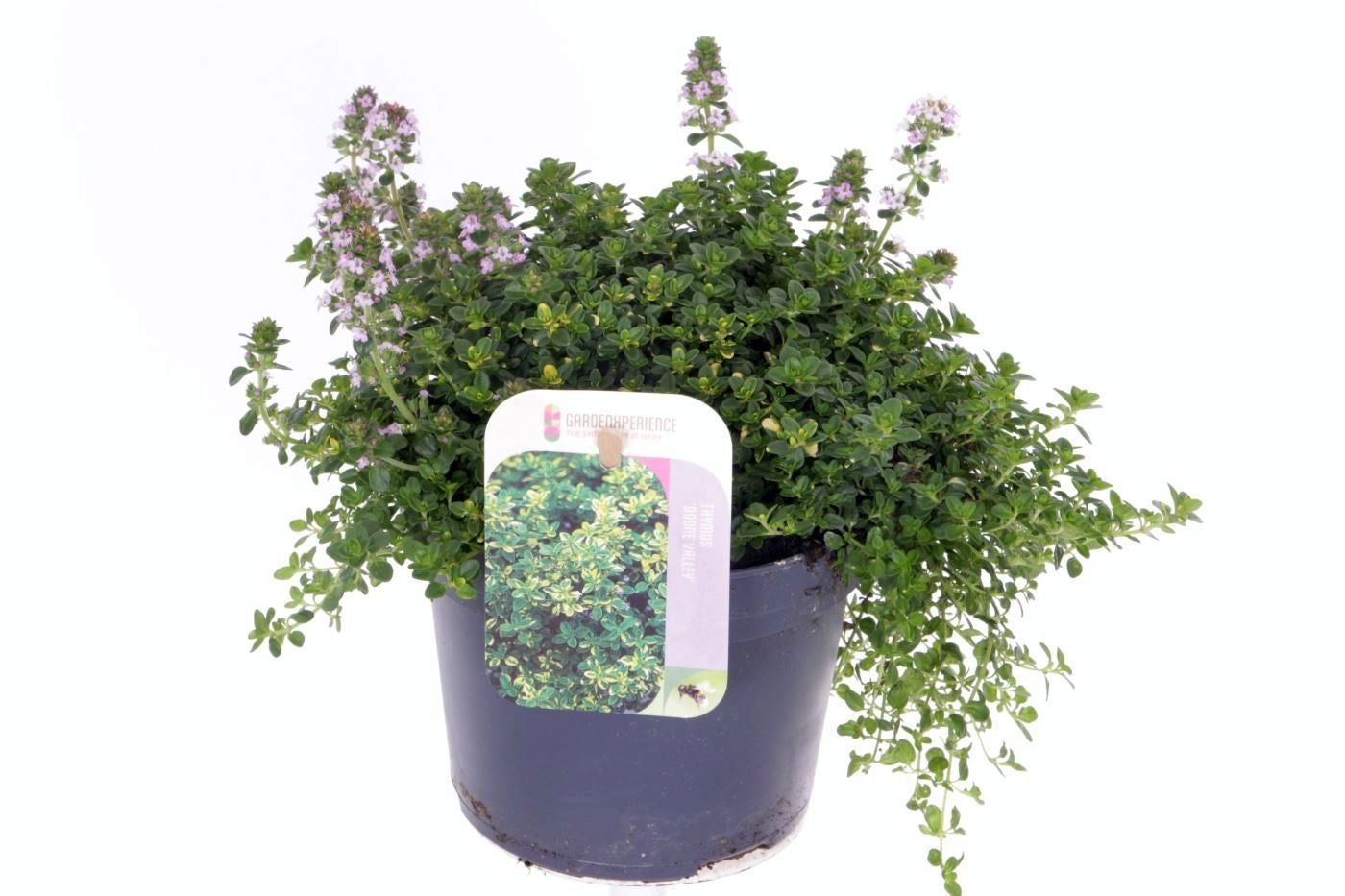 Thymus citriodorus Doone Valley (Lemon Thyme) 20cm 13cm Pot