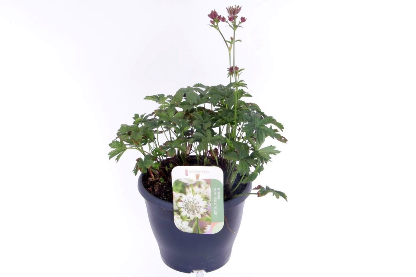 Astrantia major 50cm 23cm Pot