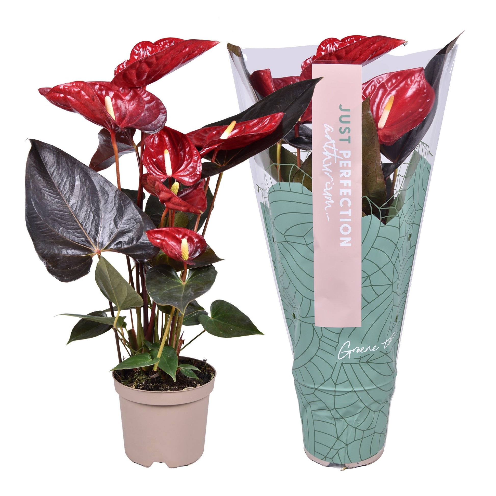 Groene Tint Anthurium Delicata Pack of 7