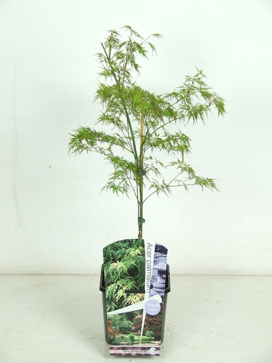 Acer Emerald Lace 60cm 19cm Pot