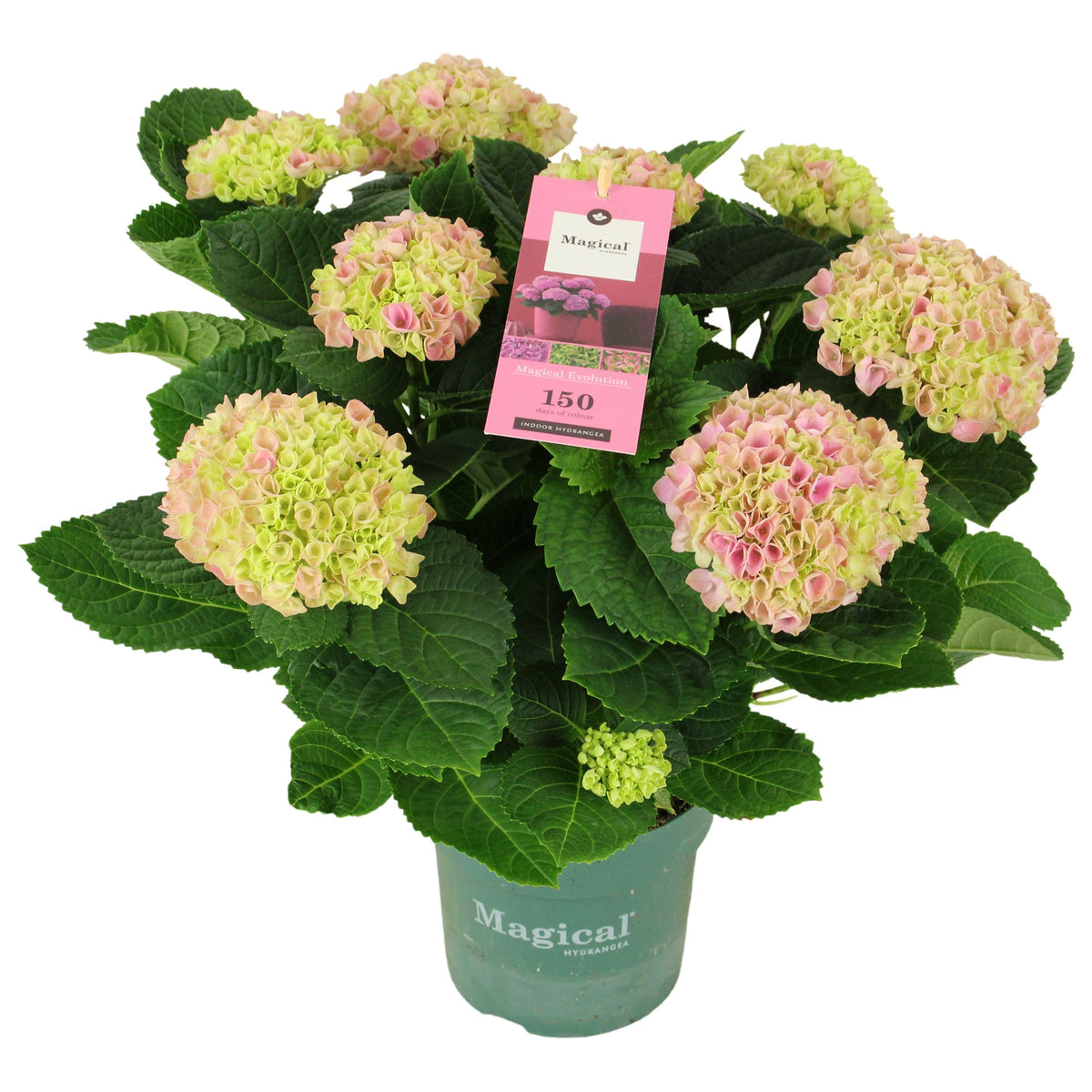 Hydrangea macr. Magical Evolution pink 40cm 14cm Pot