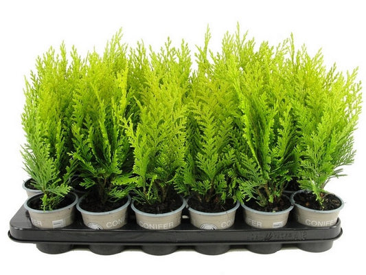 Chamaecyparis Alumigold 20cm 9cm Pot