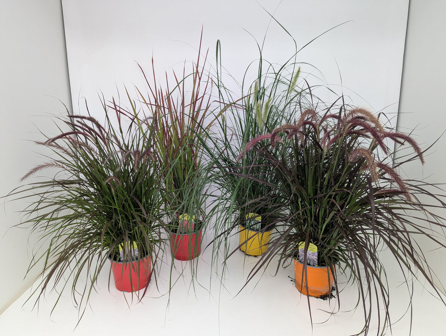 Miscanthus sinensis 80cm 17cm Pot