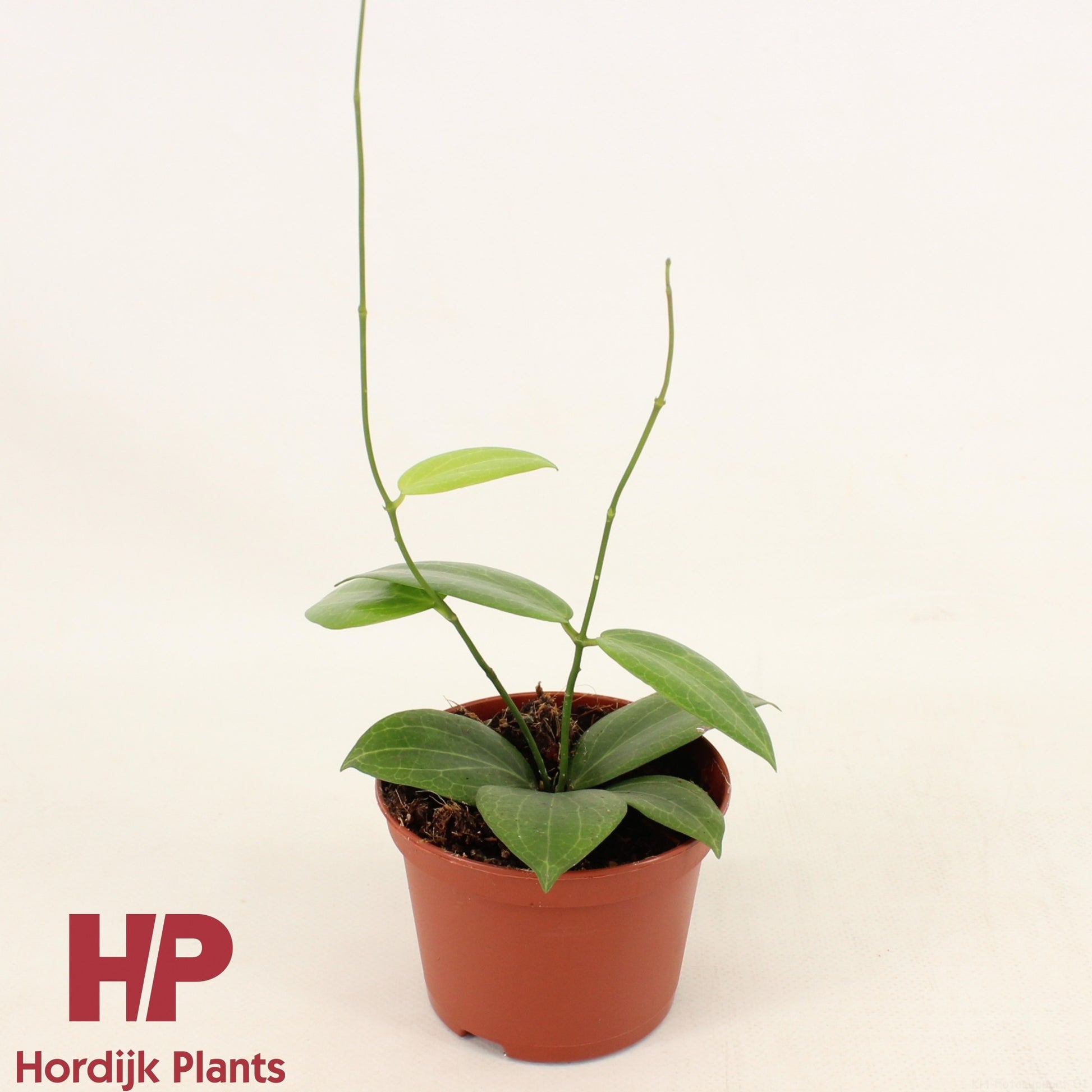 Hoya australis 20cm 9cm Pot