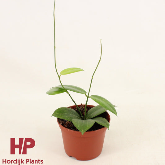 Hoya australis 20cm 9cm Pot