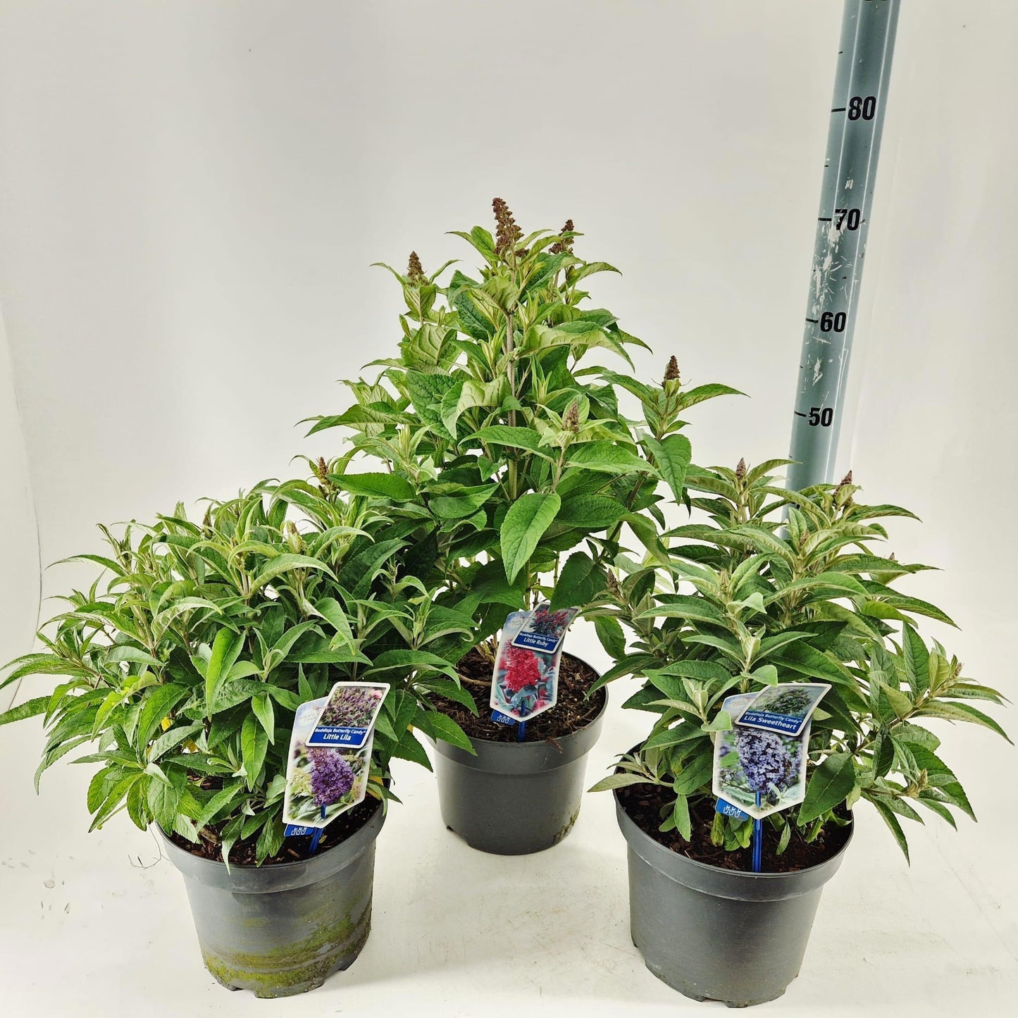 Buddleja Butterfly Candy mix 50cm 23cm Pot
