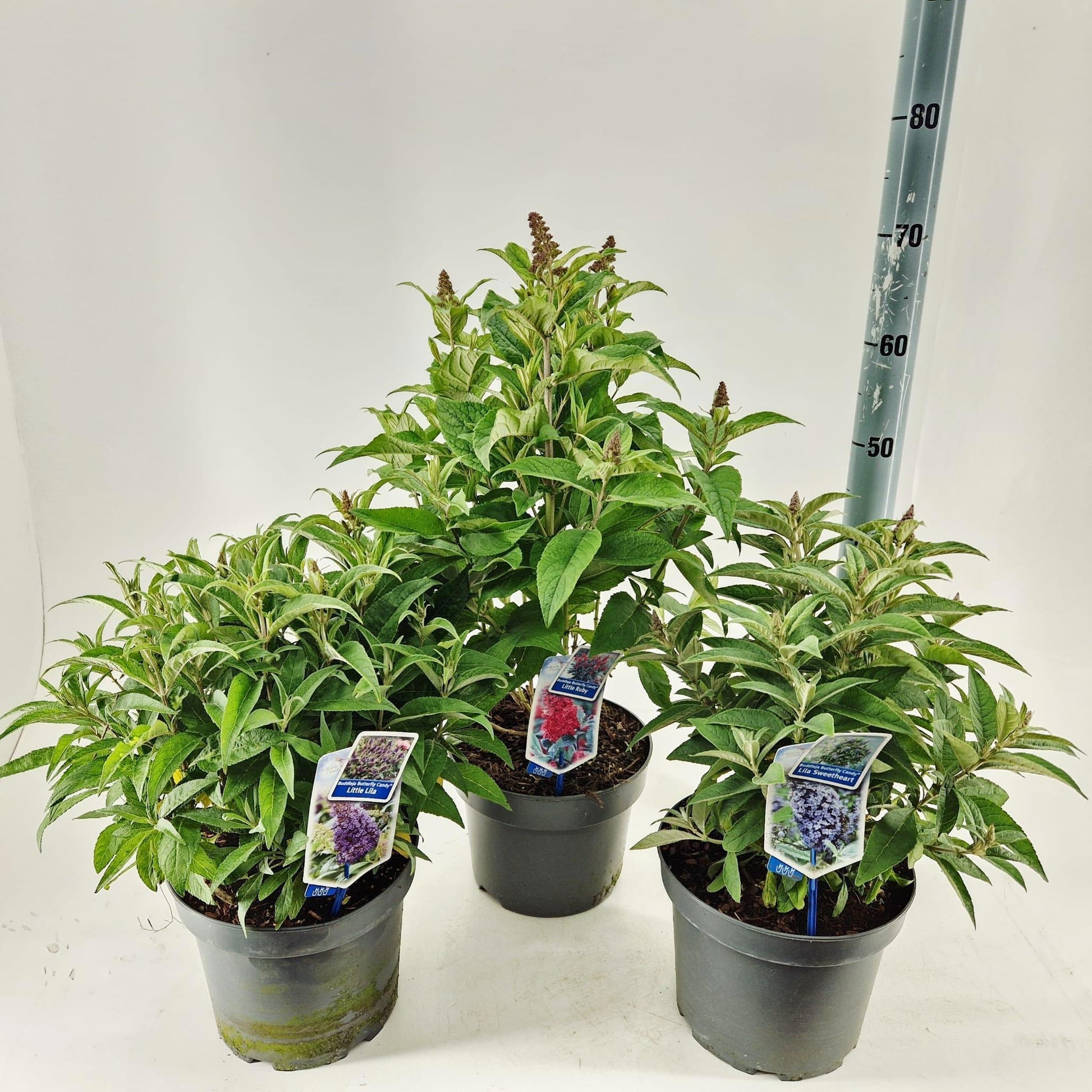 Buddleja Butterfly Candy mix 50cm 23cm Pot