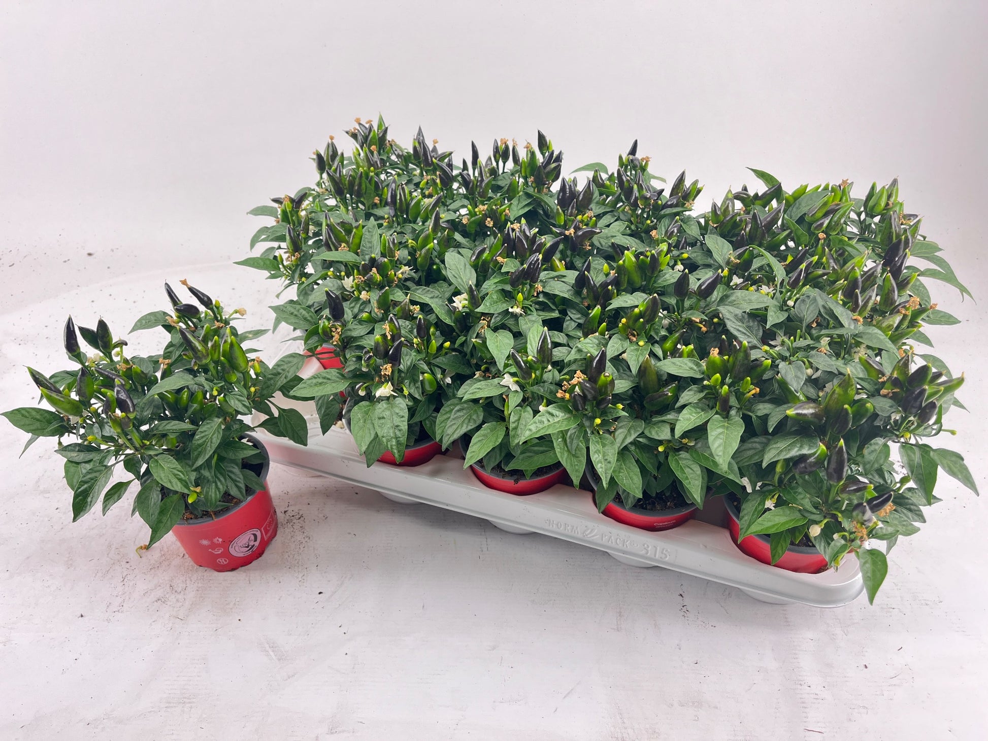 Capsicum ann. Salsa Red 20cm 510cm Pot