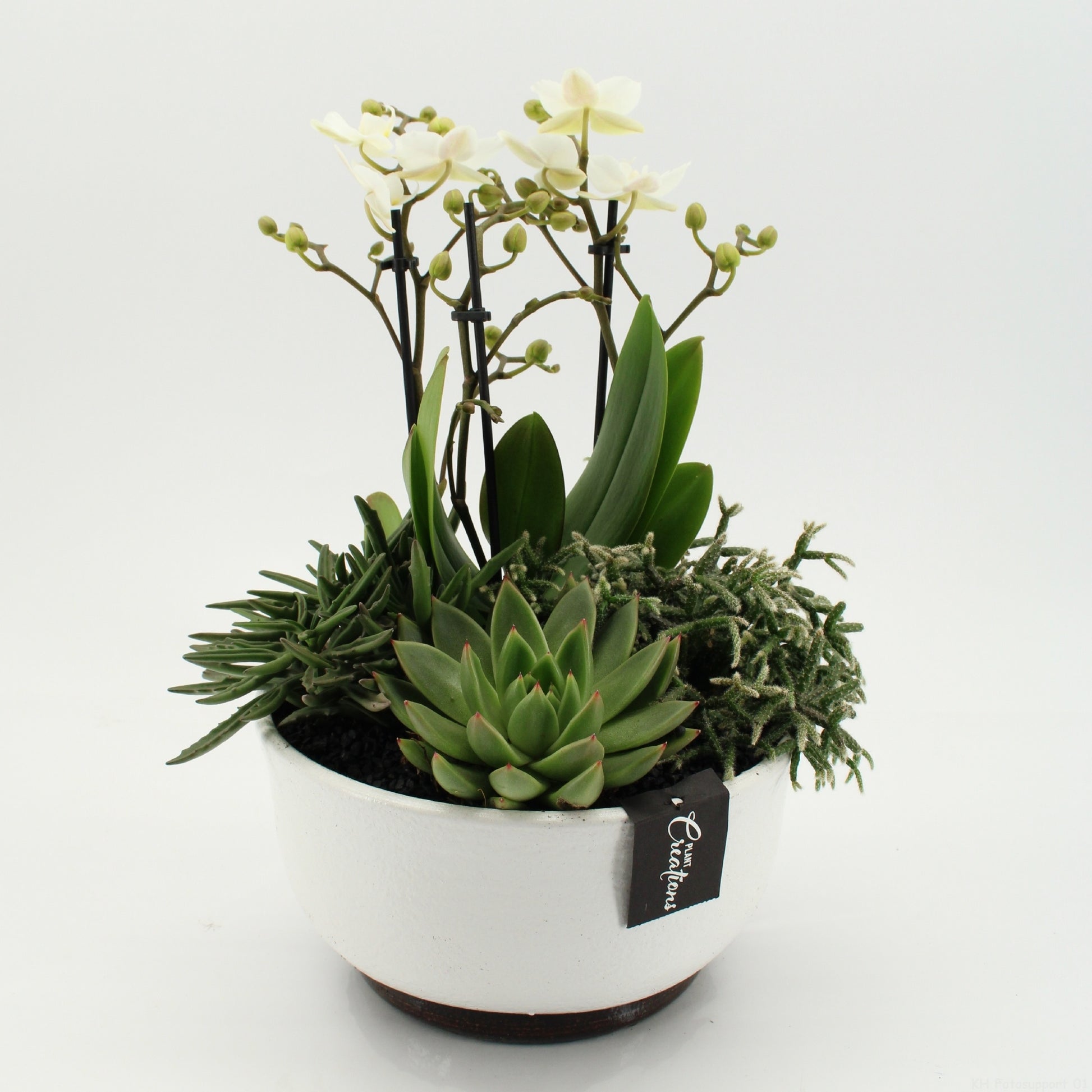 PHAL-2651W Phalaenopsis creatie 45cm 22cm Pot
