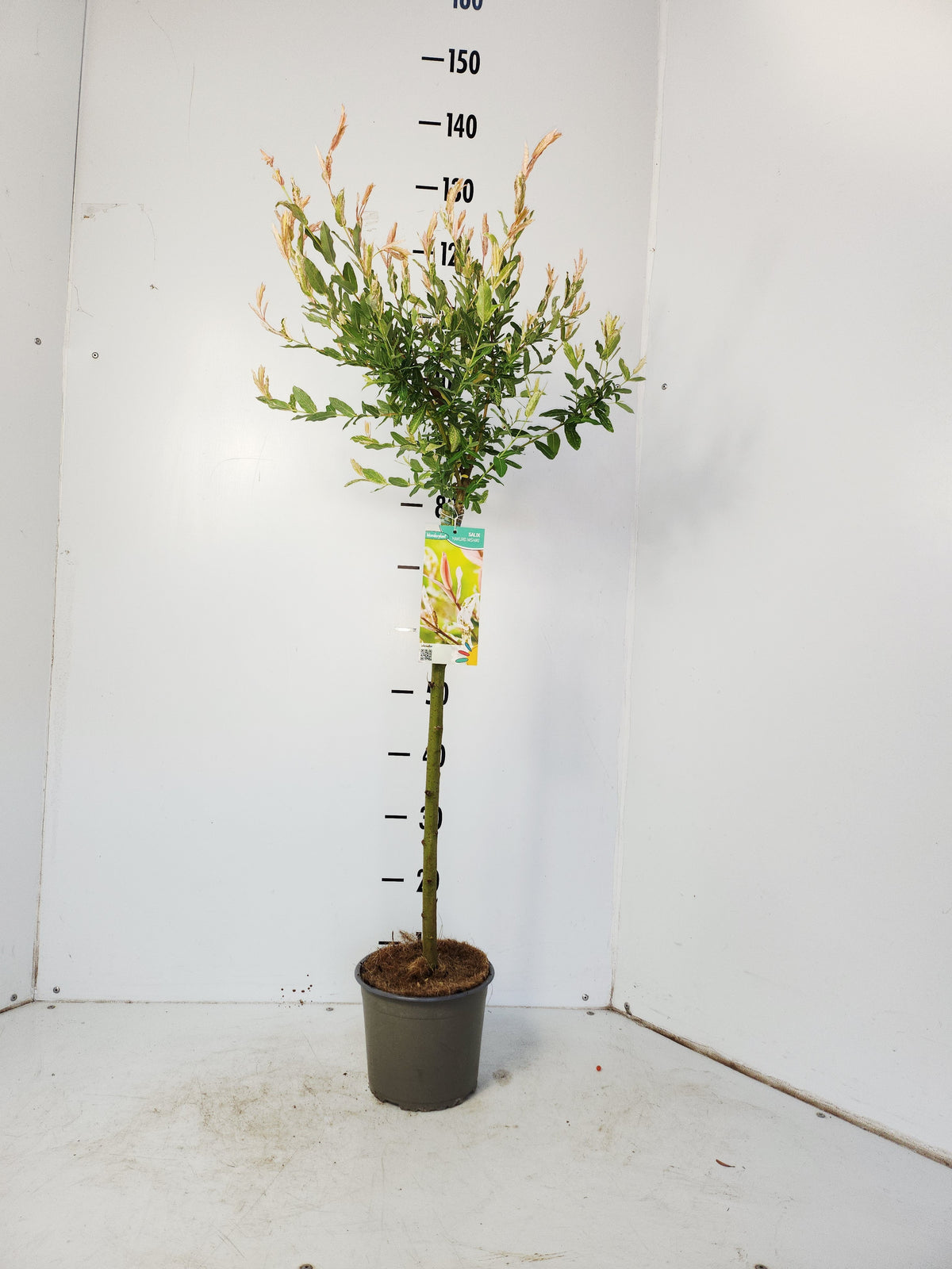 Salix integra Hakuro Nishiki 110cm 19cm Pot