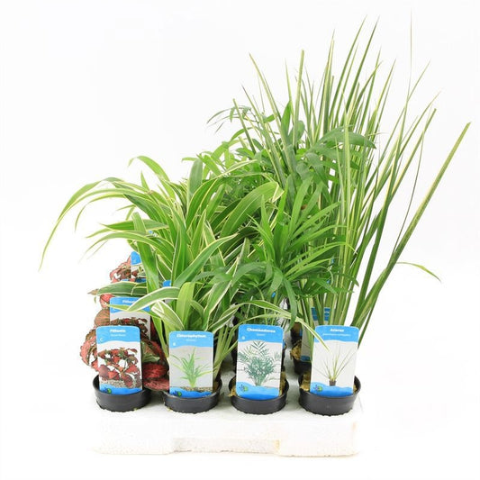 Aquarium plant mix 10cm 5cm Pot