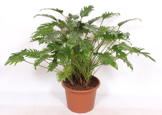 Philodendron Xanadu 100cm 40cm Pot