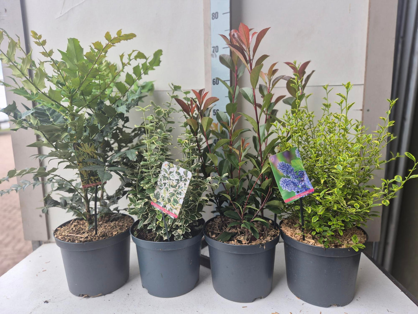 Shrubs mix 60cm 23cm Pot