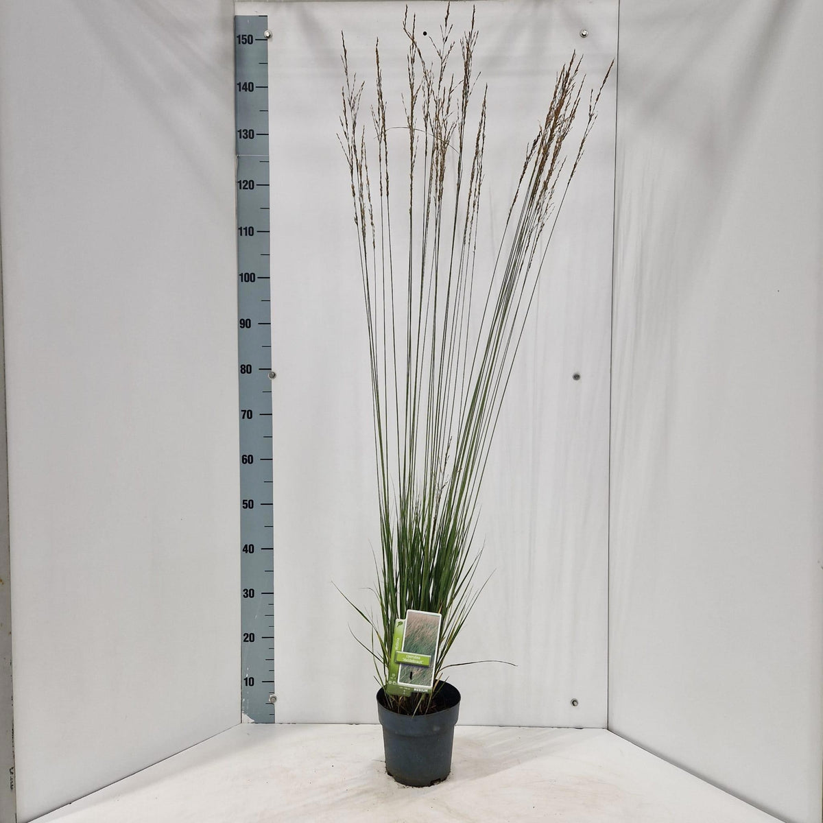 Molinia Heidebraut 150cm 17cm Pot