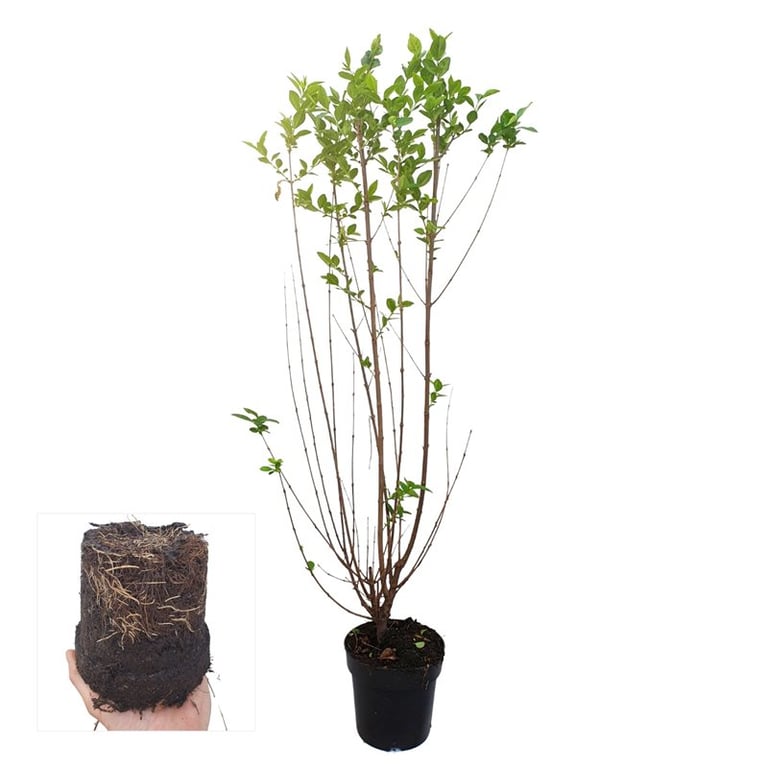 Ligustrum ovalifolium 90cm 17cm Pot
