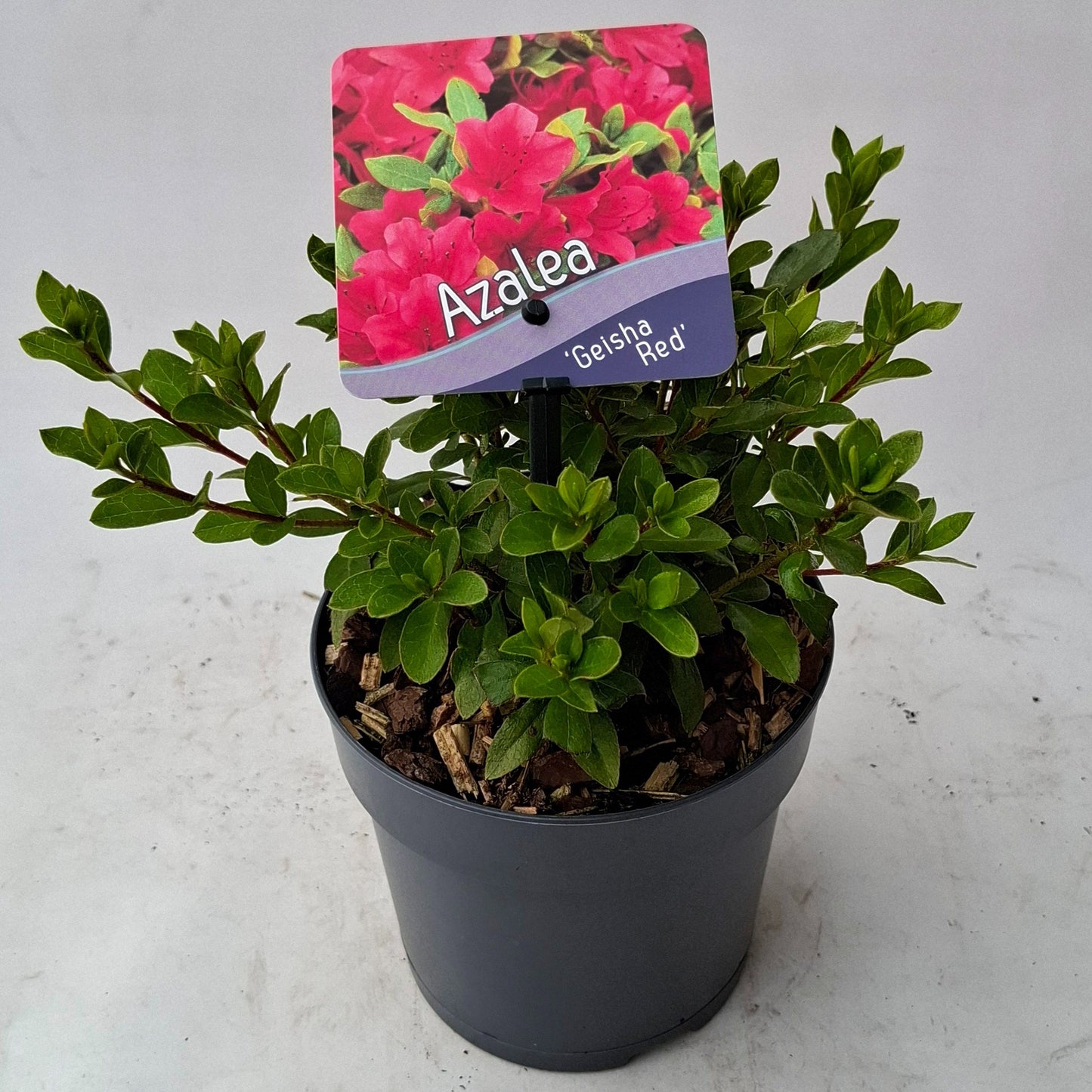 Rhododendron Geisha Red 15cm 13cm Pot