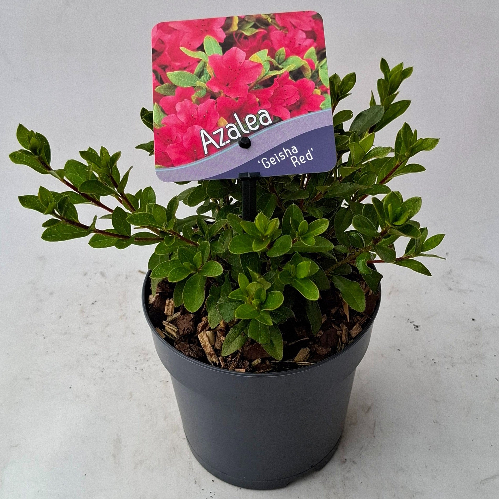 Rhododendron Geisha Red 15cm 13cm Pot