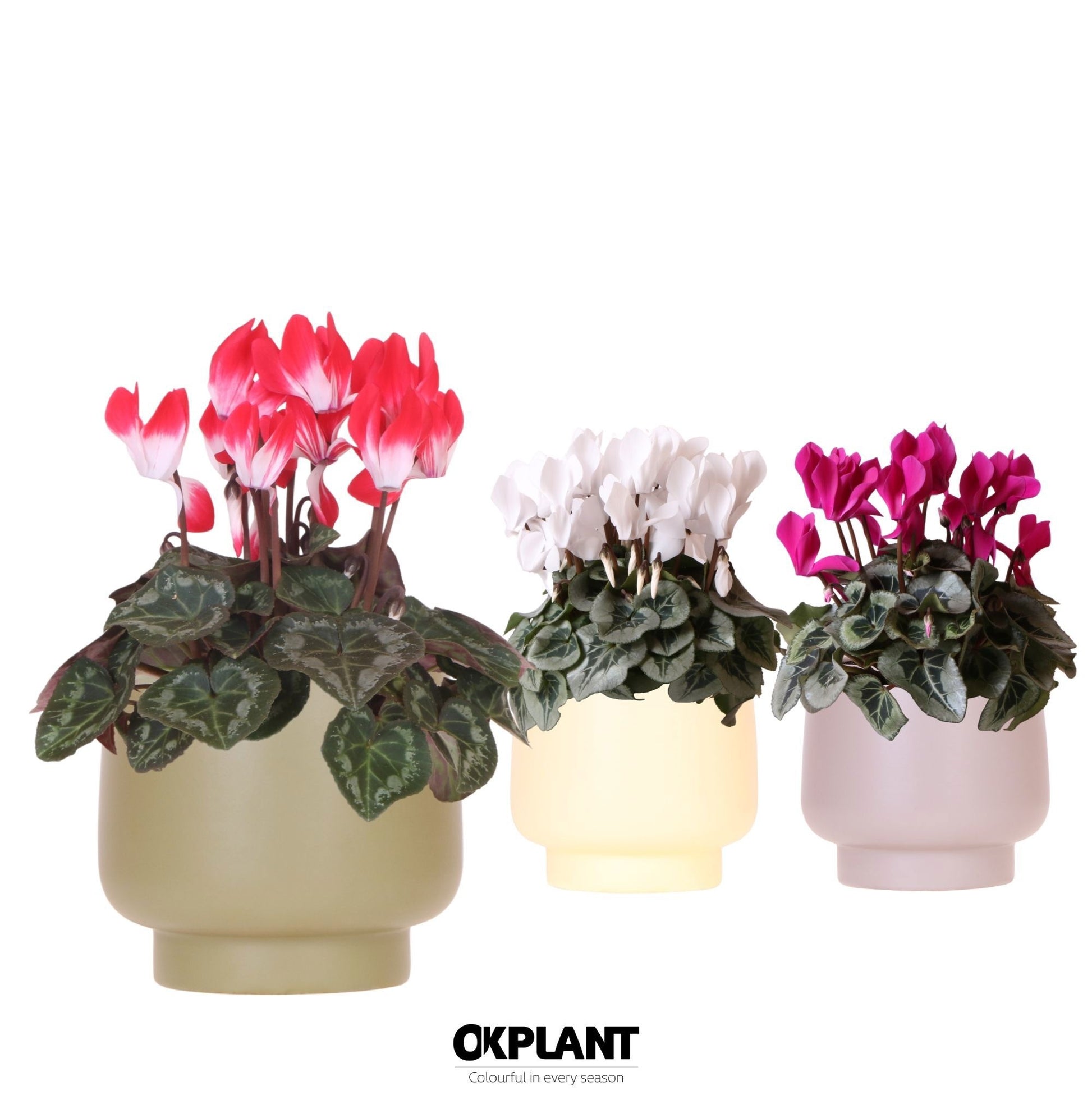 Cyclamen midi 25cm 12cm Pot
