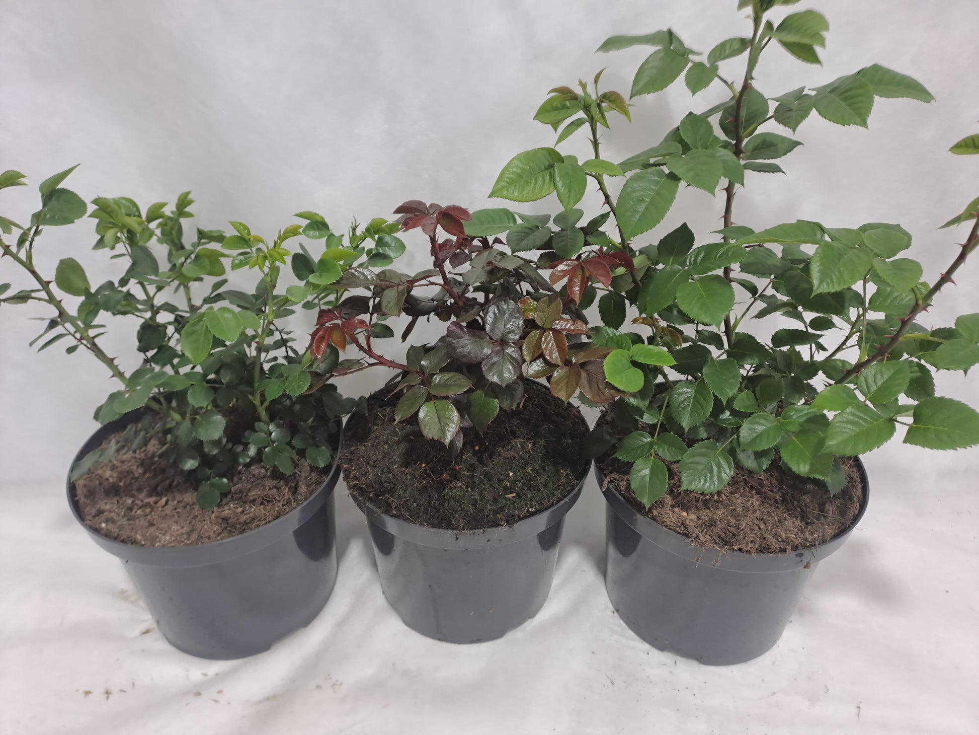 Roses mix 50cm 23cm Pot