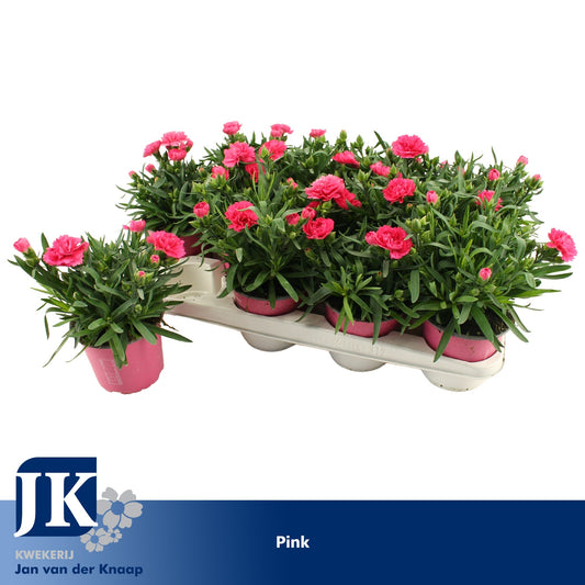 Dianthus Oscar Pink 22cm 12cm Pot