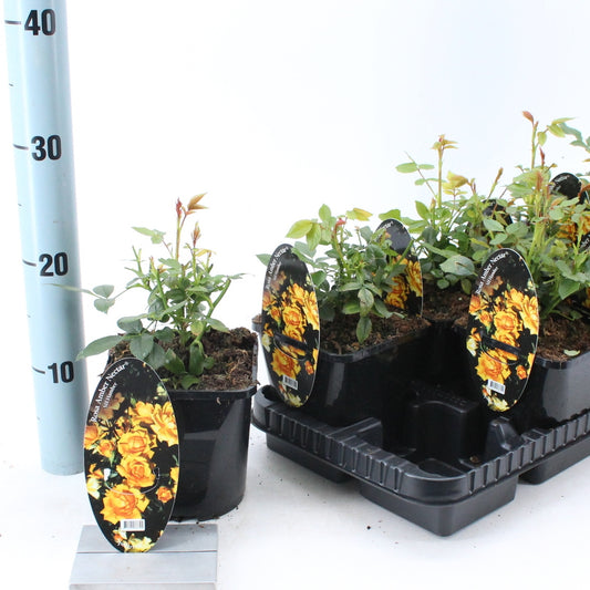 Rosa Spelarosa Amber Nectar 10cm 14cm Pot
