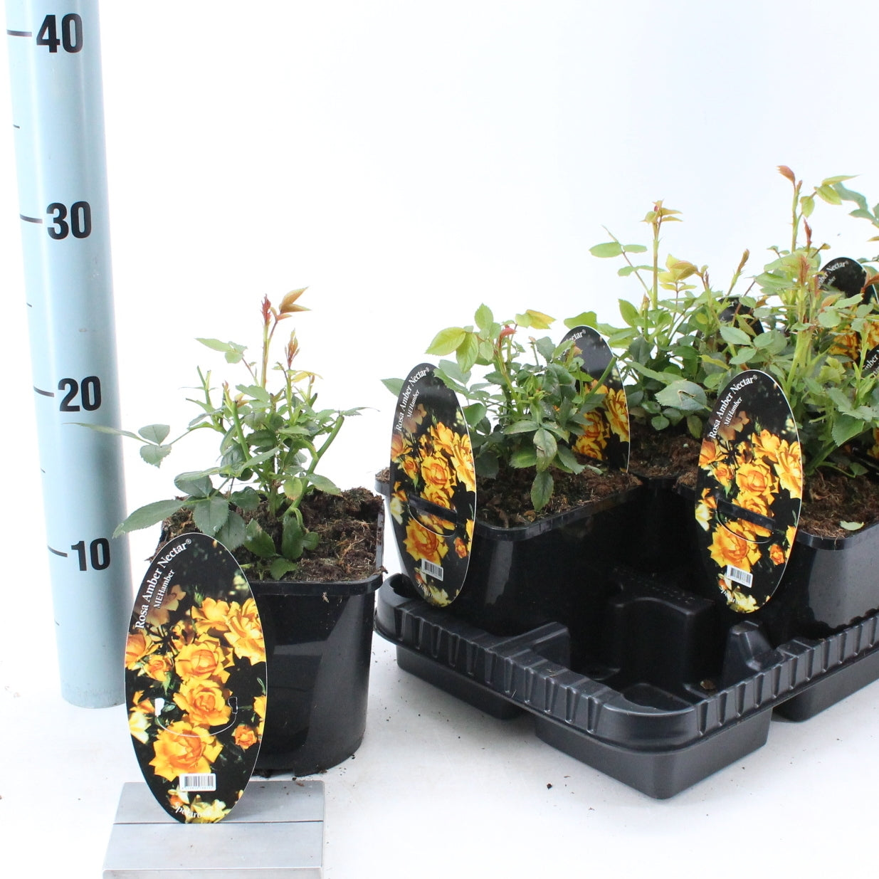 Rosa Spelarosa Amber Nectar 10cm 14cm Pot