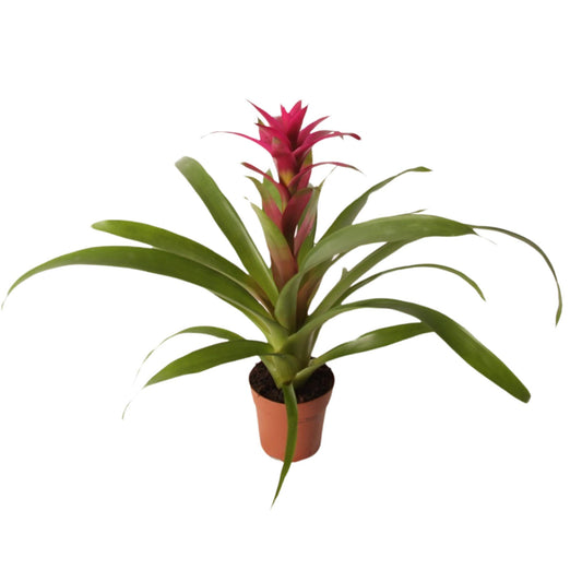 Guzmania Voila 40cm 12cm Pot